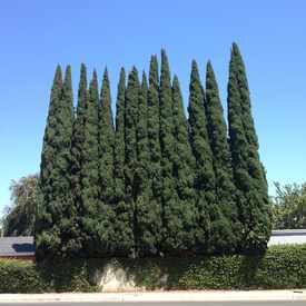 Photo of Western Ave Tree Wall