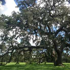 Photo of Cool Tree In Rivercrest Park