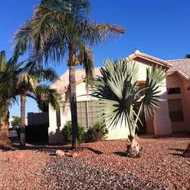 Photo of Palm Trees