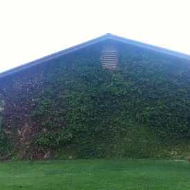 Photo of Plant Wall