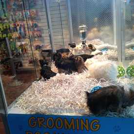 Photo of Citipups Chelsea