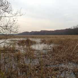 Photo of Dyke Marsh Trail