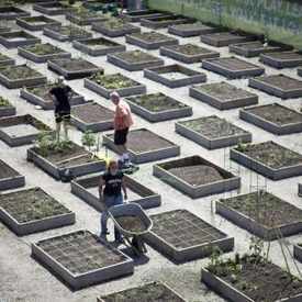 Photo of Montrose Green Community Garden