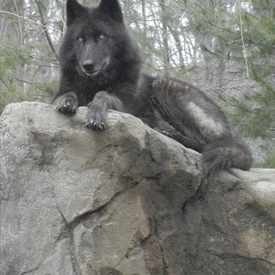 Photo of Wolf Conservational Center