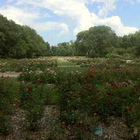 Photo of Park of Roses at Whetstone Park