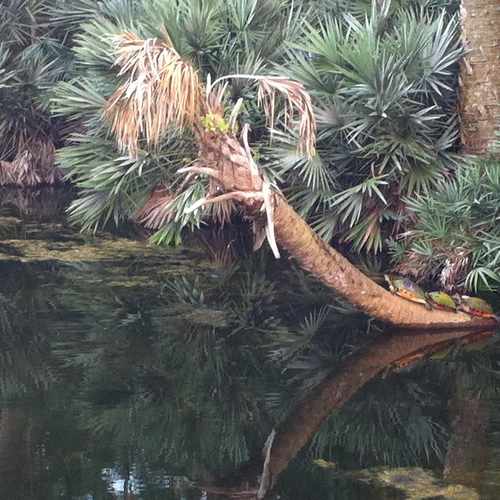 photo of Green Cay Nature Center and Wetlands at 12800 Hagen Ranch Road Boynton Beach FL 33437
