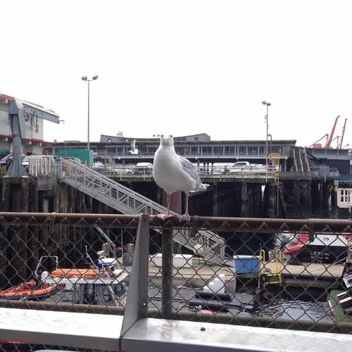 photo of Ivar's Fish Bar at 81 Elliot Bay Trail Seattle WA 98104