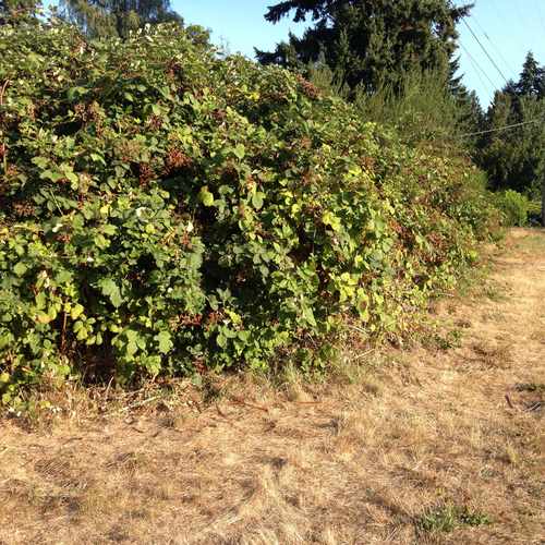 photo of Wild Blackberry Bush at 12025 17th Avenue Northeast Seattle WA 98125
