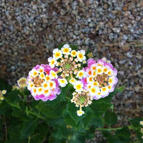 photo of Flowers at 1344 East San Remo Avenue Gilbert AZ 85234