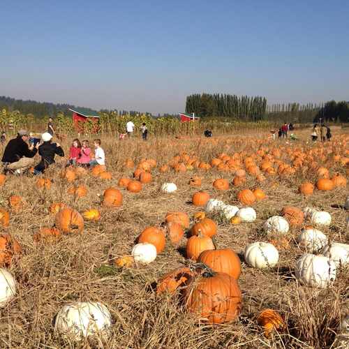 photo of Dr. Maze's Farm at 15410 Northeast 124th Street Redmond WA 98052