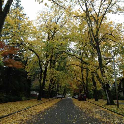 photo of Madison & 36th Avenue at 3598 East Madison Street Seattle WA 98112
