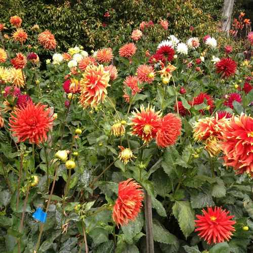 photo of Dahlia Garden at Conservatory Drive East San Francisco CA 94117