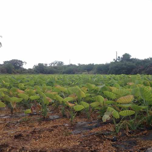 photo of Honouliuli Taro Field at 91 Old Fort Weaver Road Ewa Beach HI 96706