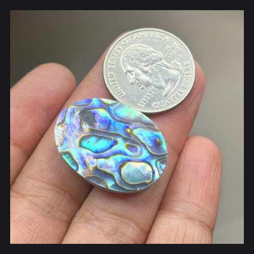 photo of Abalone Shell Price – Premium Natural Shell Collection at this address