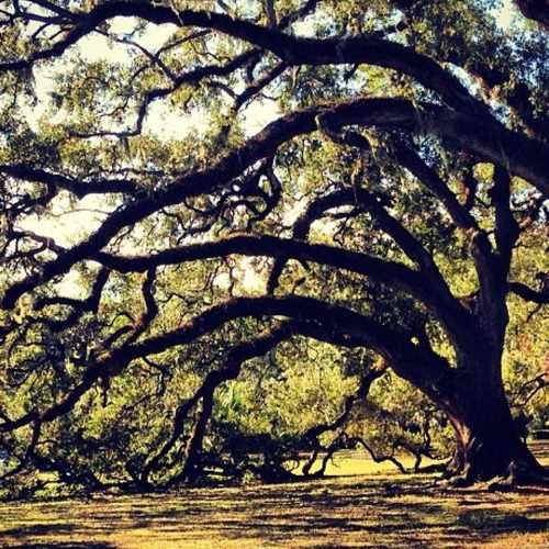 photo of City Park at Dreyfous Drive New Orleans LA 70119