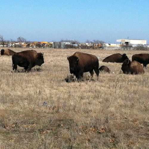 photo of Buffalo field at 12948 Cabela Drive Fort Worth TX 76177
