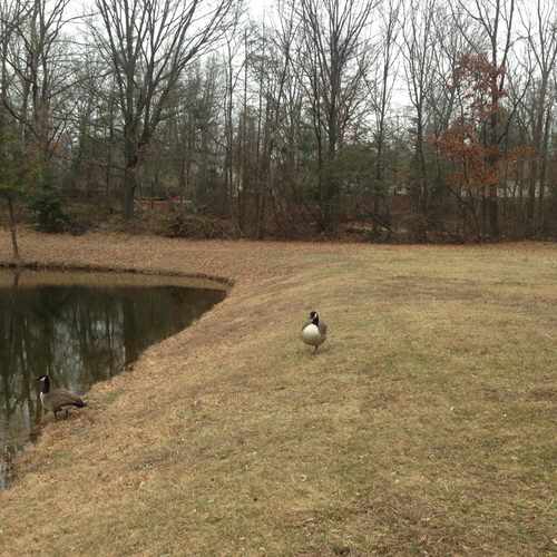 photo of Pond On Burke Center Parkway at 6001 Wilmington Drive Burke VA 22015