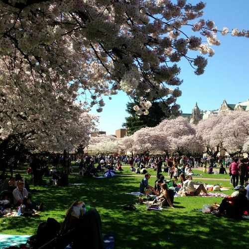 photo of UW Cherry Blossom at Chelan Lane Seattle WA 98105