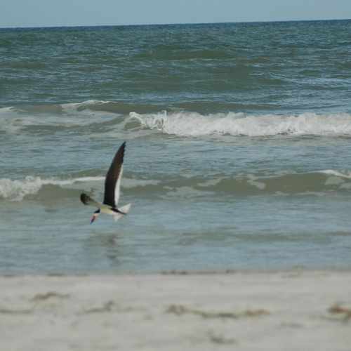 photo of Gulf of Mexico at 708 1st Street Indian Rocks Beach FL 33785