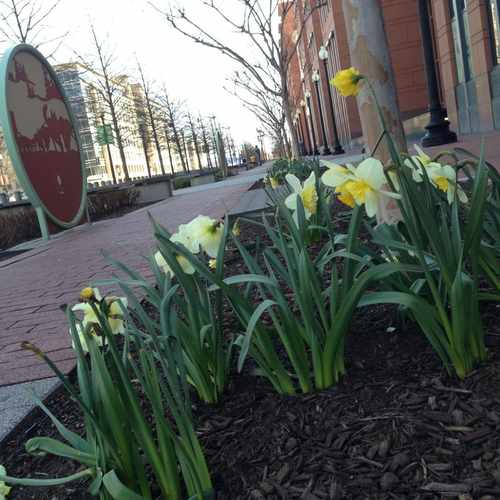 photo of Transportation Walk, USDOT at 1101-1199 3rd St SE Washington DC 20003