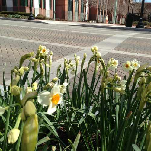 photo of Transportation Walk, USDOT at 1200 New Jersey Avenue Southeast Washington DC 20003