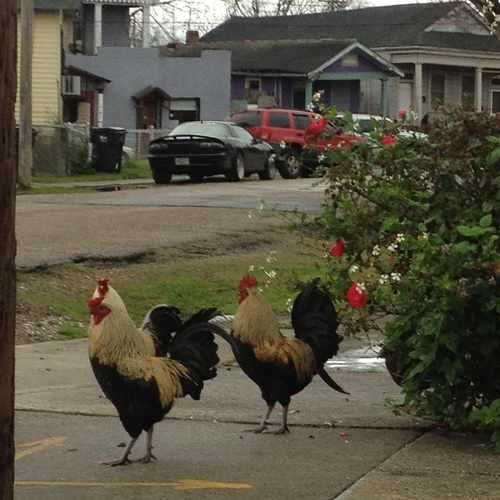 photo of Urquhart St at Urquhart Street New Orleans LA US