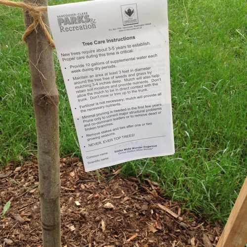 photo of Tree Replanting Project at 214 West 32nd Street Vancouver WA 98660
