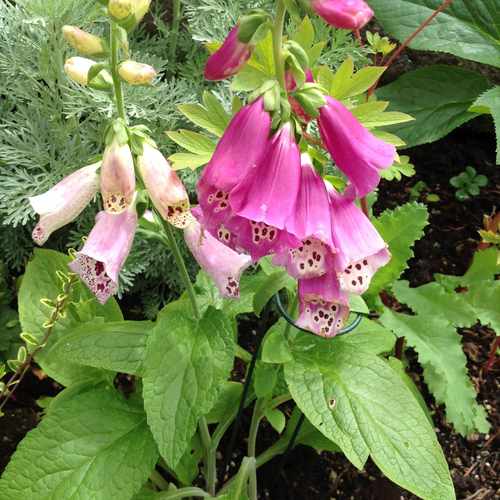 photo of Church Flower Garden at 13515 Southeast Rusk Road Milwaukie OR 97222