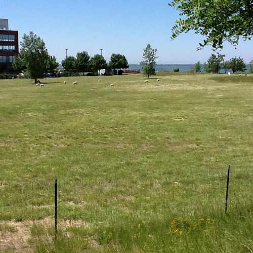 photo of Sheep at 5399 North Marginal Road Cleveland OH 44114