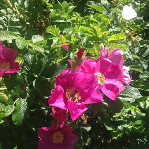 photo of Outdoor Florals In Grant Park at Grant Park Path Portland OR 97212