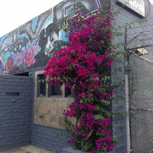 photo of Kava Lounge at 1242 West Olive Street San Diego CA 92101