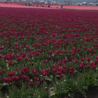Photo of Skagit Valley Tulip Festival in Mount Vernon
