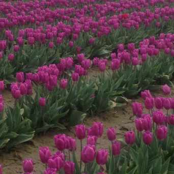 Photo of Skagit Valley Tulip Festival in Mount Vernon