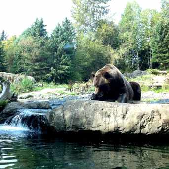 Photo of Brown Bear in Phinney Ridge, Seattle