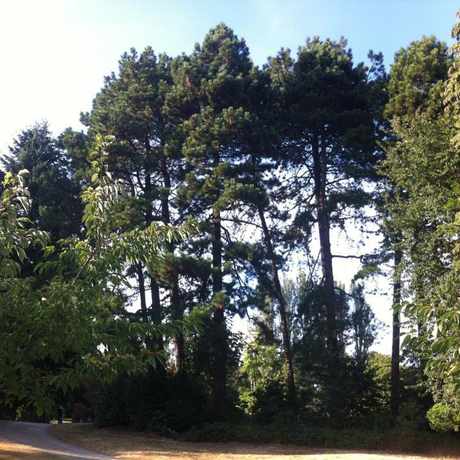 Photo of Ravenna Park in Ravenna, Seattle