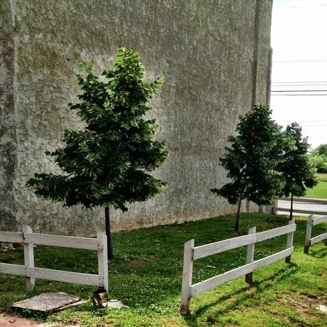 Photo of 51st Street Dog Park in Kingsessing, Philadelphia
