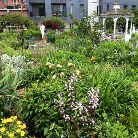 Photo of Northampton Community Garden in Lower Roxbury, Boston