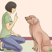 How to tame your dog