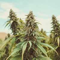 Marijuana Clones By The Clone Conservatory