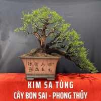 Kim Sa Tùng
